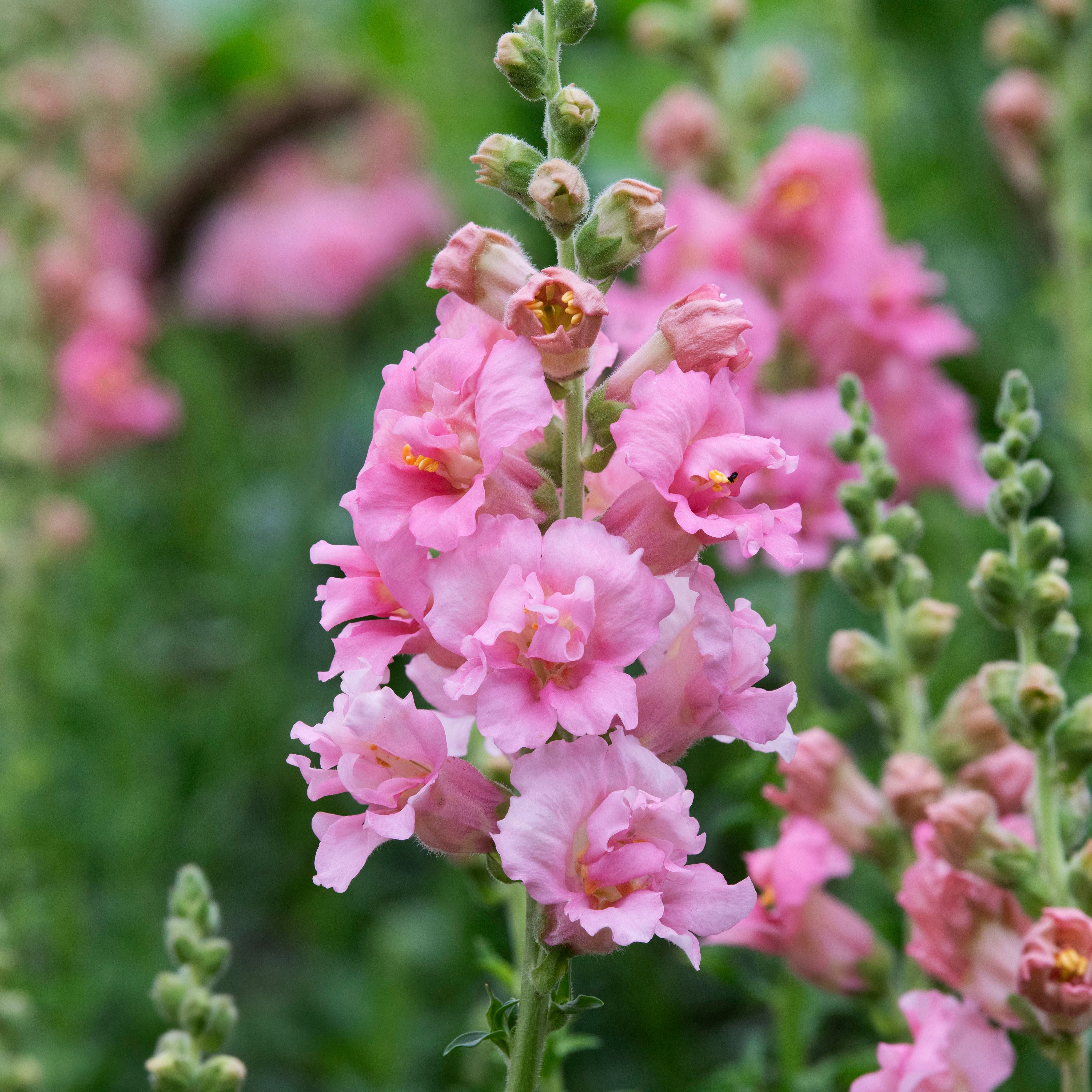 Snapdragon Madame Butterfly Rose Flower | X 50 Seeds