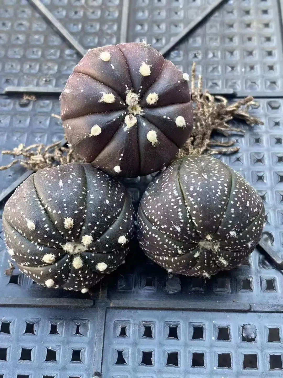 plant Aeonium Echeveria Haworthia  Caudex  Lithops Cactus  Agave 