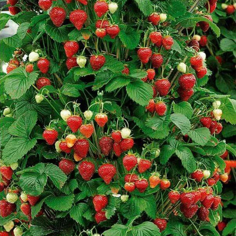 🍓Climbing Strawberry Tree Seeds