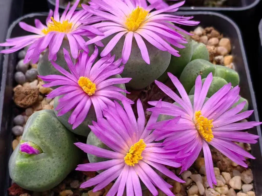 863.  Conophytum ernstii ssp cerebellum, W Gamkab, PVB10043  single head  0.9cm/ Lithops and Conophytum  /  Succulent plants / Garden landscape / Carefully select healthy plants