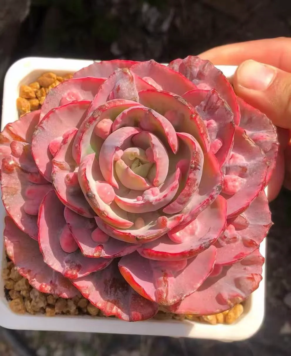 plant Aeonium Echeveria Haworthia  Caudex  Lithops Cactus  Agave 