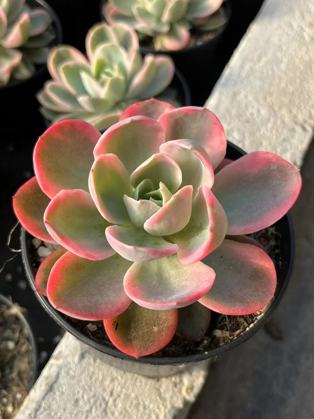 plant Aeonium Echeveria Haworthia  Caudex  Lithops Cactus  Agave 