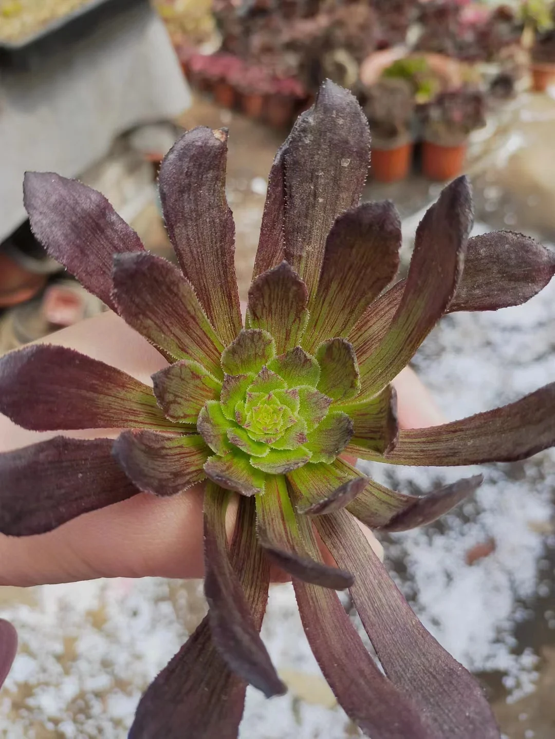 420.  Zi xia Fairy variation cutting 8cm cutting/Aeonium cutting/ Succulent plants / Garden landscape / Carefully select healthy plants