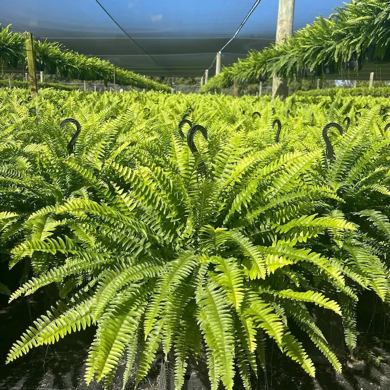 🌱 UV Resistant Ferns Artificial Plants Large for Planters, Office & Home Decor, Outdoor & Indoor
