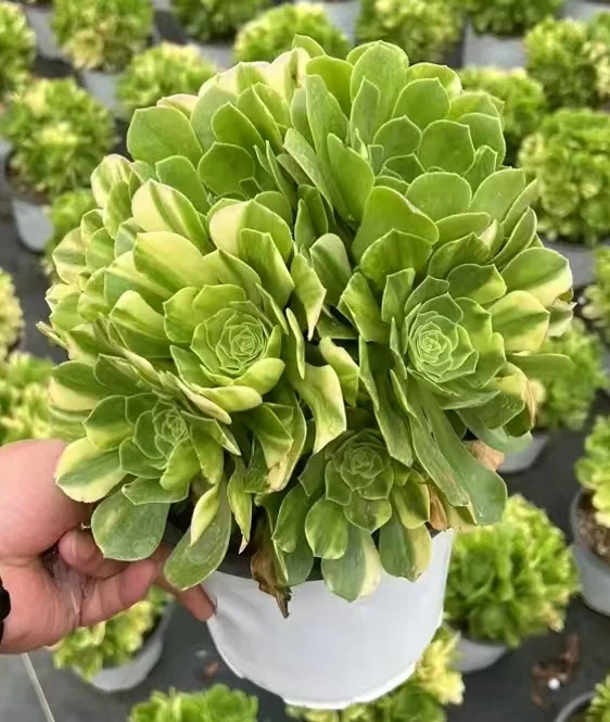 1108. Green cashmere var. cluster  /Aeonium cluster/Aeonium plants / Succulent plants / Garden landscape / Carefully select healthy plants