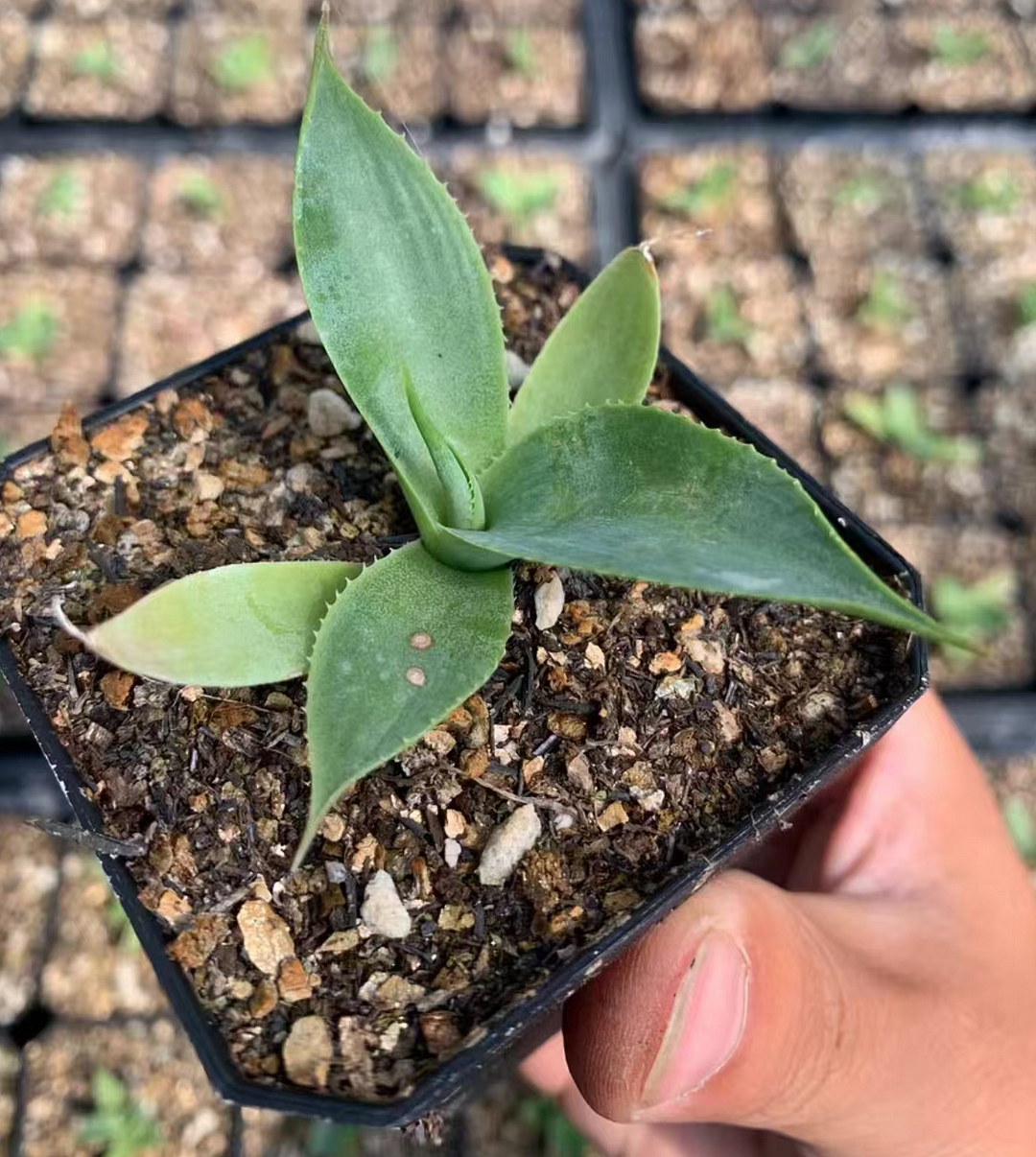 plant Aeonium Echeveria Haworthia  Caudex  Lithops Cactus  Agave 