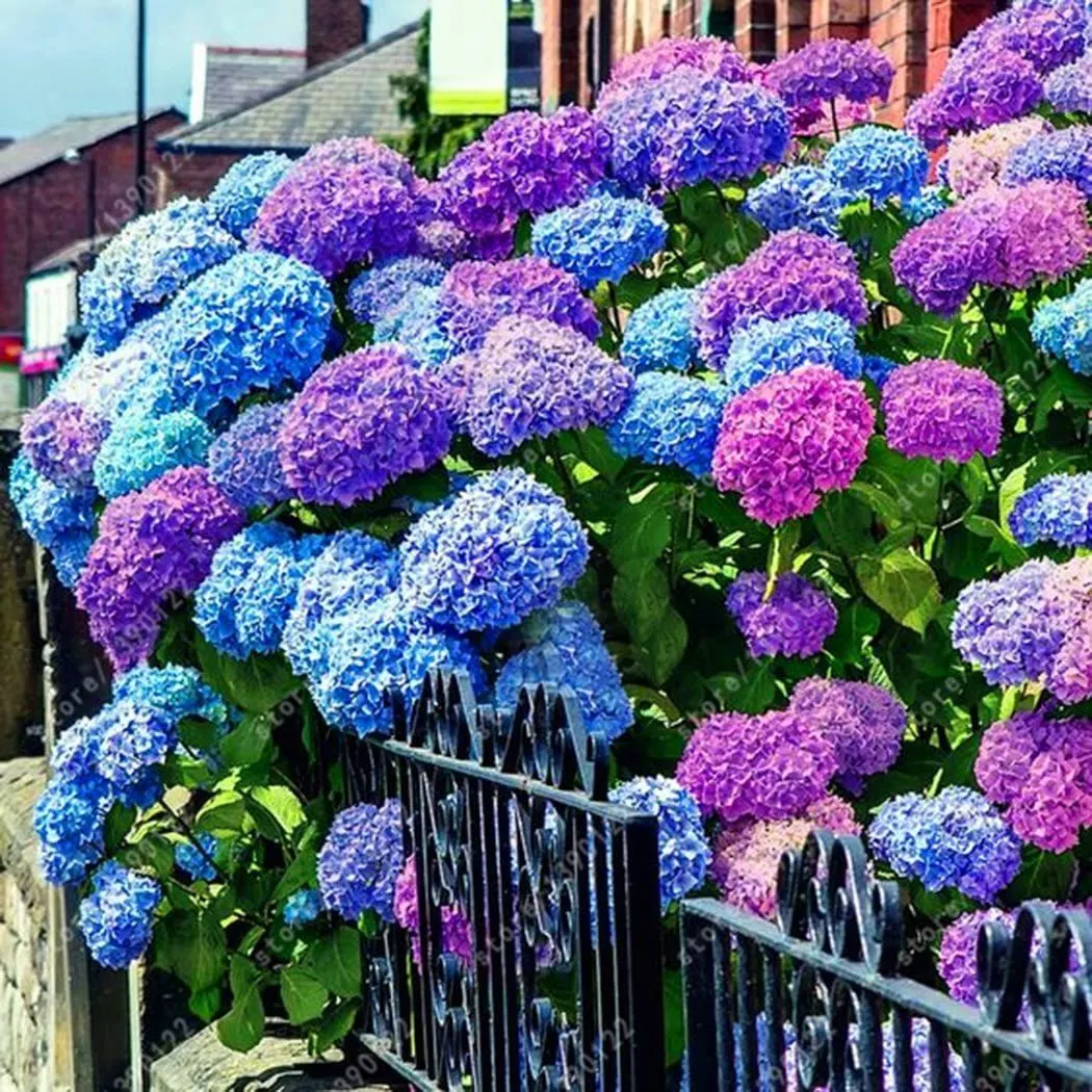 Hydrangea Seed: Beautiful, reunion and gratitude
