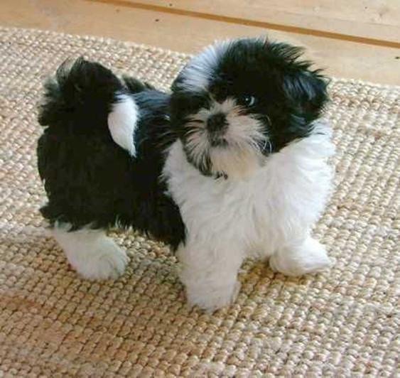 lifelike shih tzu