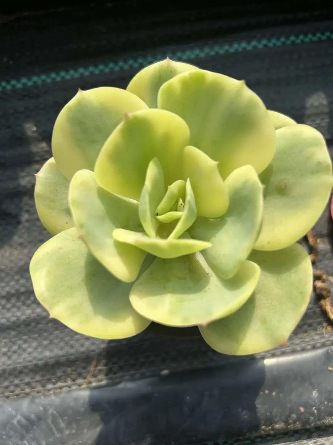 plant Aeonium Echeveria Haworthia  Caudex  Lithops Cactus  Agave 