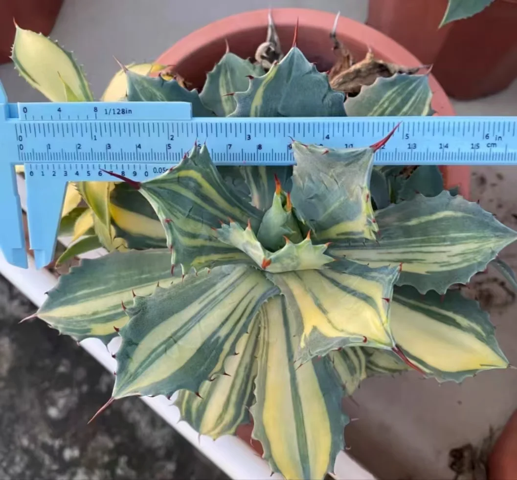 plant Aeonium Echeveria Haworthia  Caudex  Lithops Cactus  Agave 