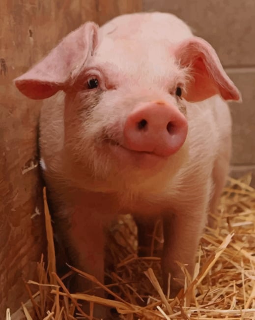 

Cute Pig – Paint By Numbers - 40*50CM, 501 Original