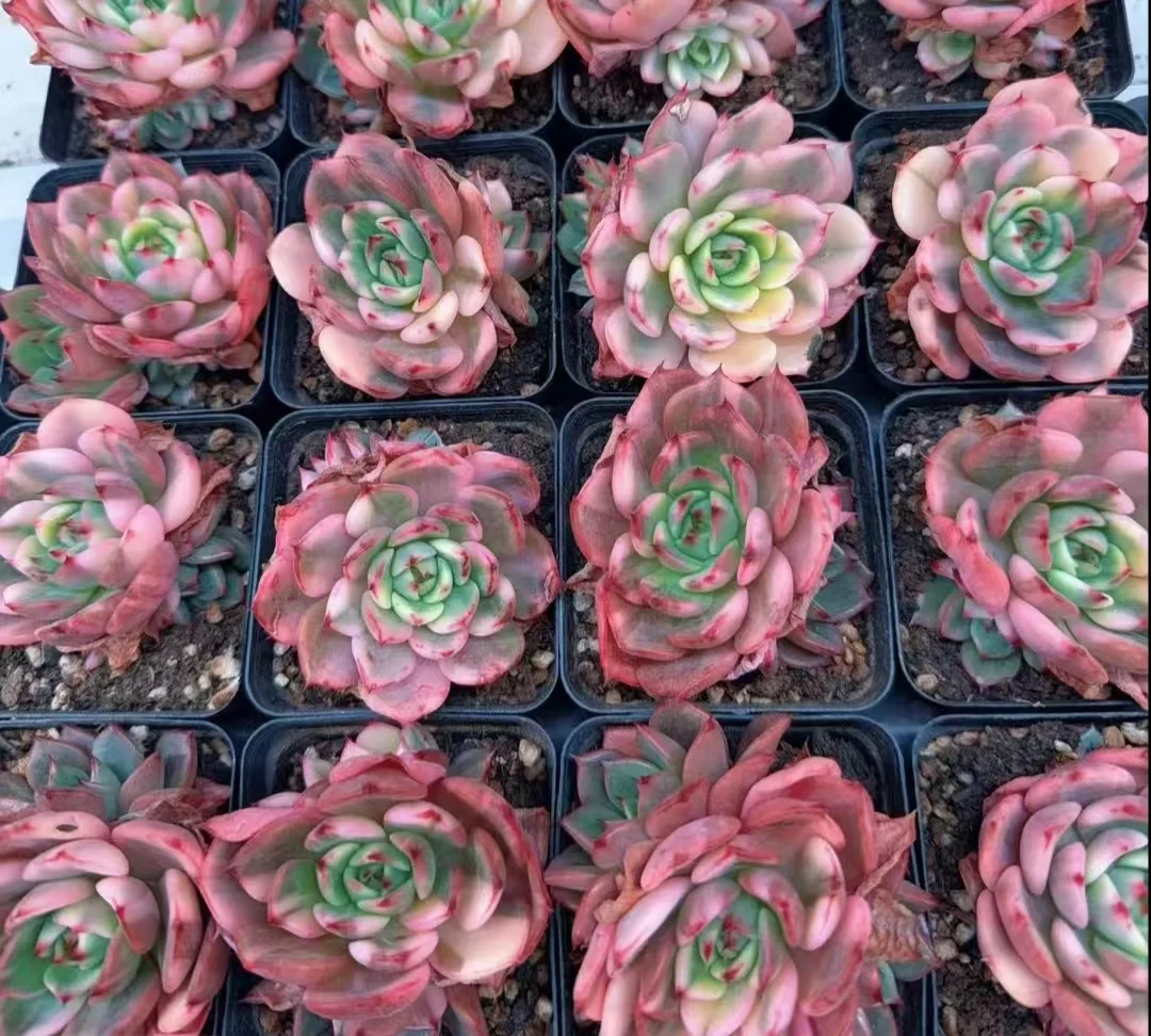 plant Aeonium Echeveria Haworthia  Caudex  Lithops Cactus  Agave 