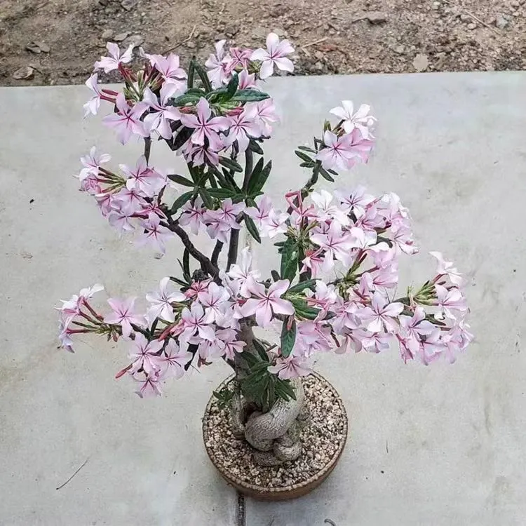 plant Aeonium Echeveria Haworthia  Caudex  Lithops Cactus  Agave 
