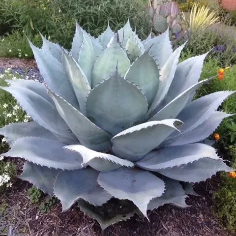 GIANT Whale's Tongue Century Plant Seeds- Agave ovatifolia - UK Hardy