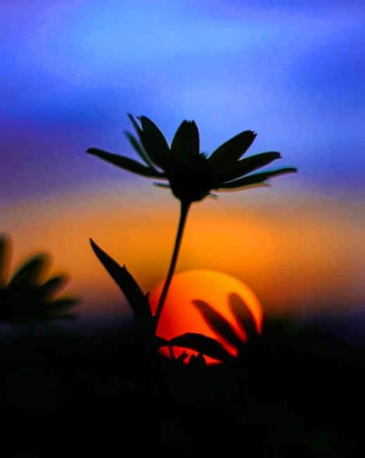 

Flower Silhouette – Paint By Numbers - 40*50CM, 501 Original