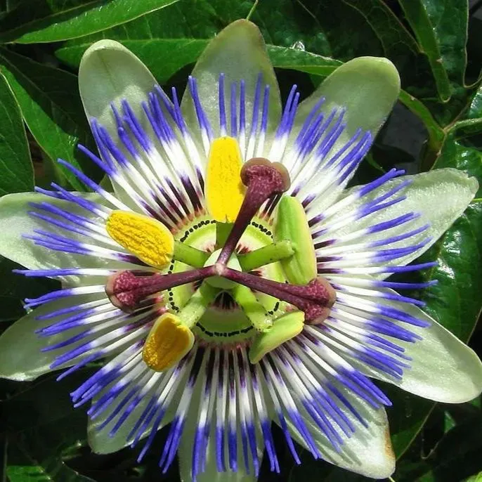 Blue Crown Passion Flower (Passiflora Caerulea) Seeds