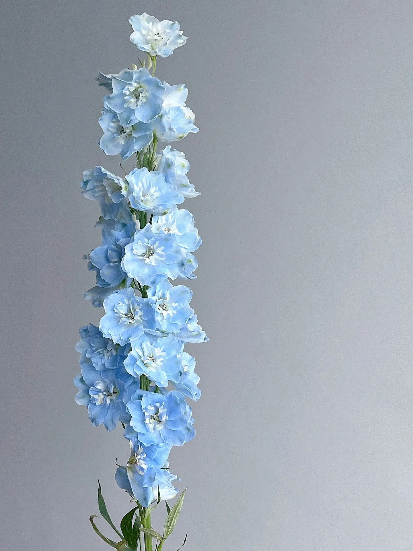 Delphinium Seeds-Mixed 7 Colors