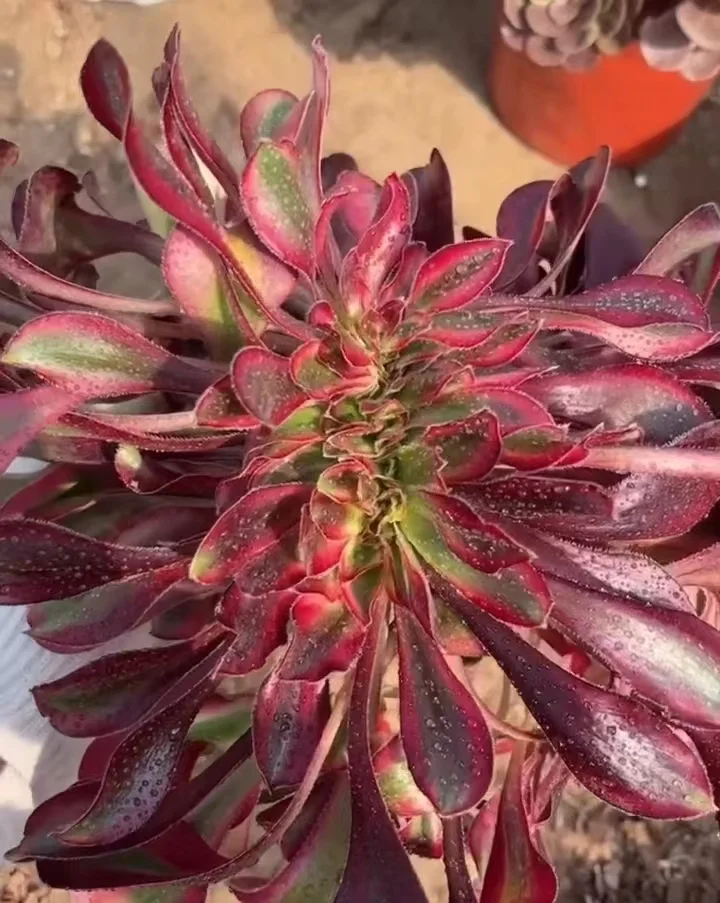 plant Aeonium Echeveria Haworthia  Caudex  Lithops Cactus  Agave 