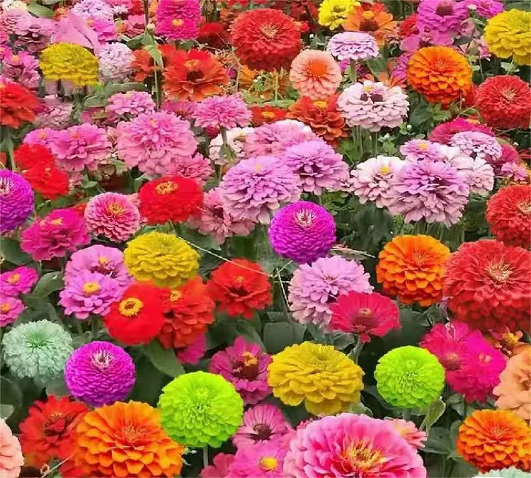 Mixed Color Zinnias Flower Seeds-Your Garden's Colorful Oasis