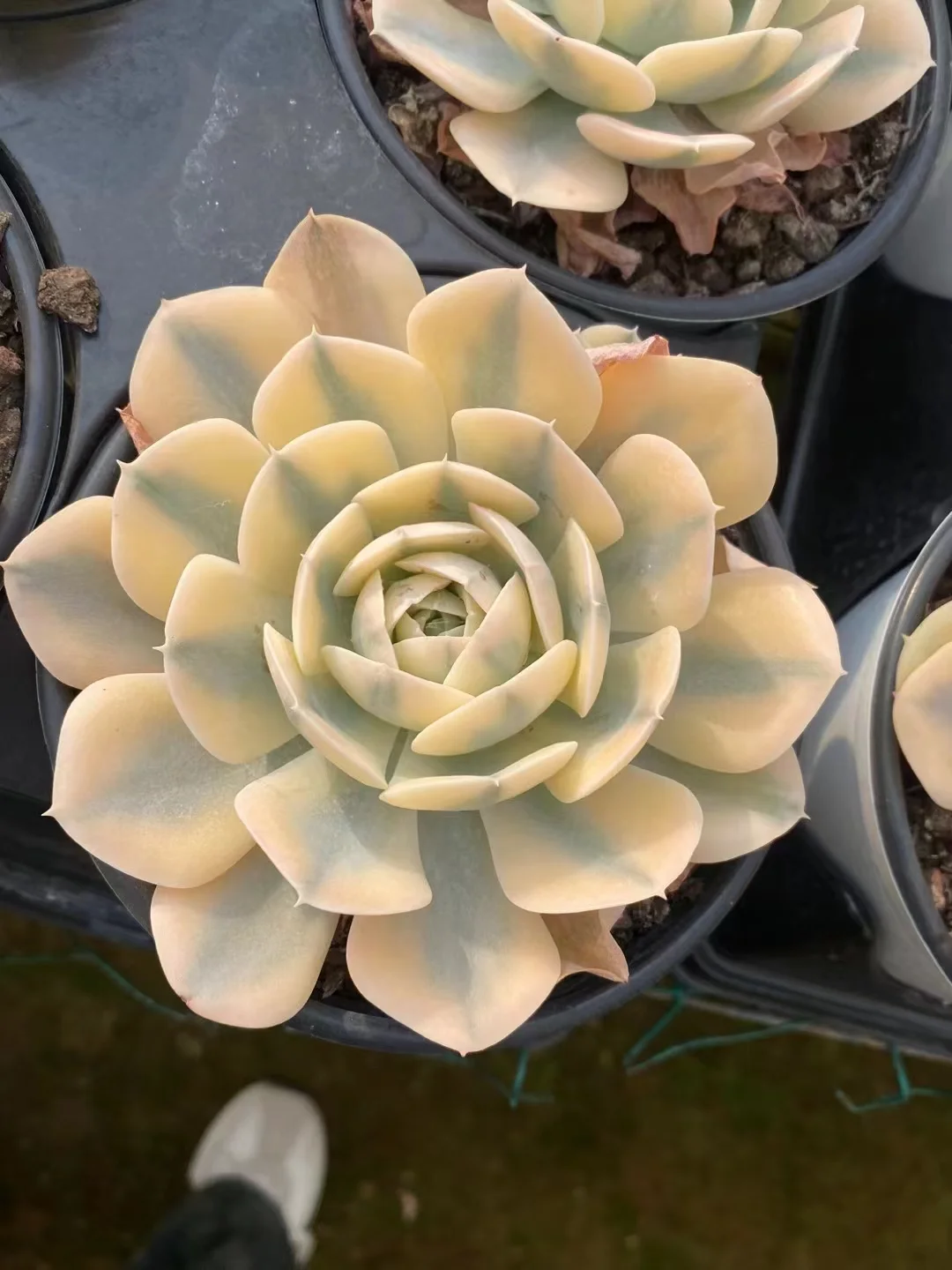 plant Aeonium Echeveria Haworthia  Caudex  Lithops Cactus  Agave 