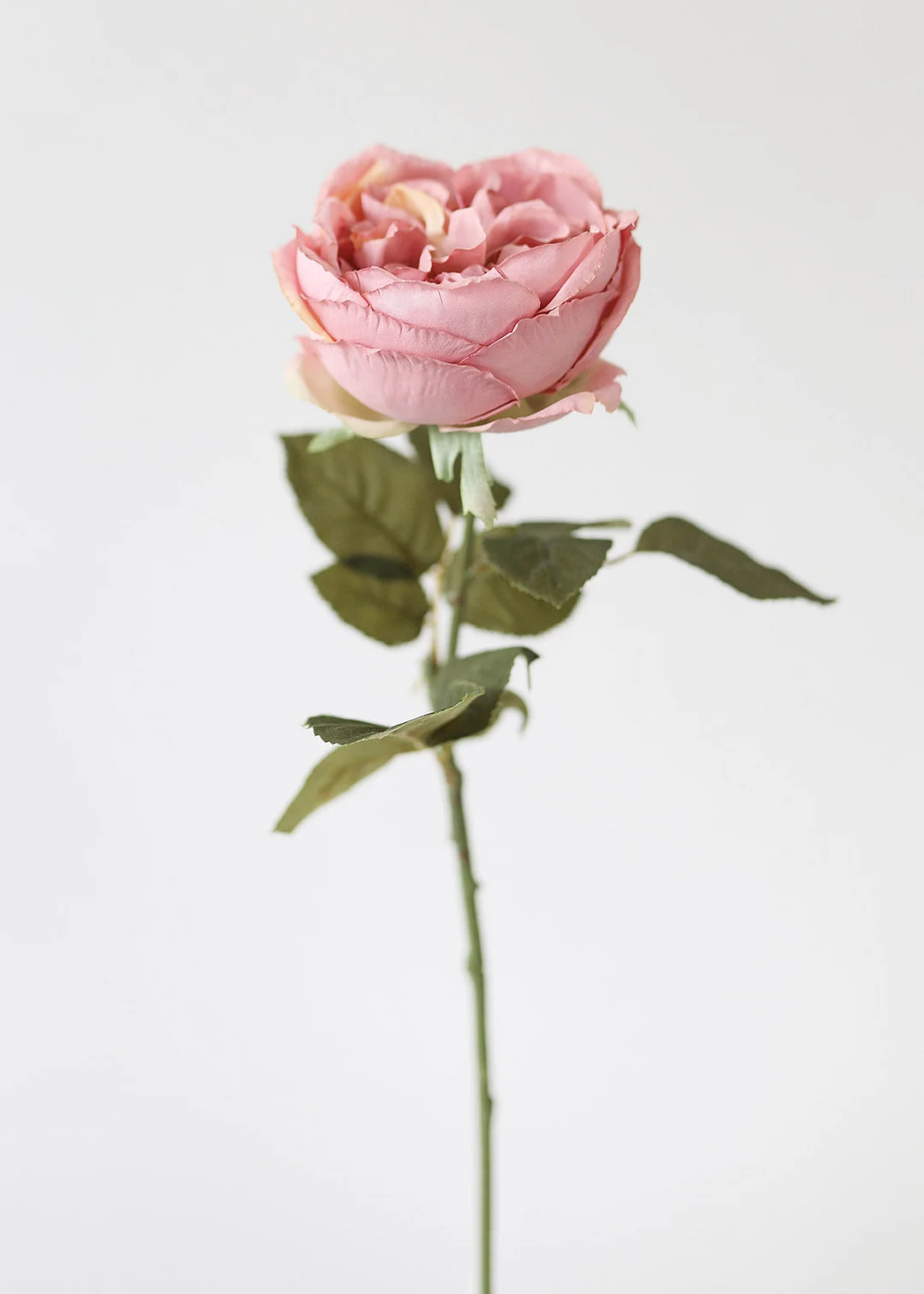 Silk English Cabbage Rose in Mauve - 25"