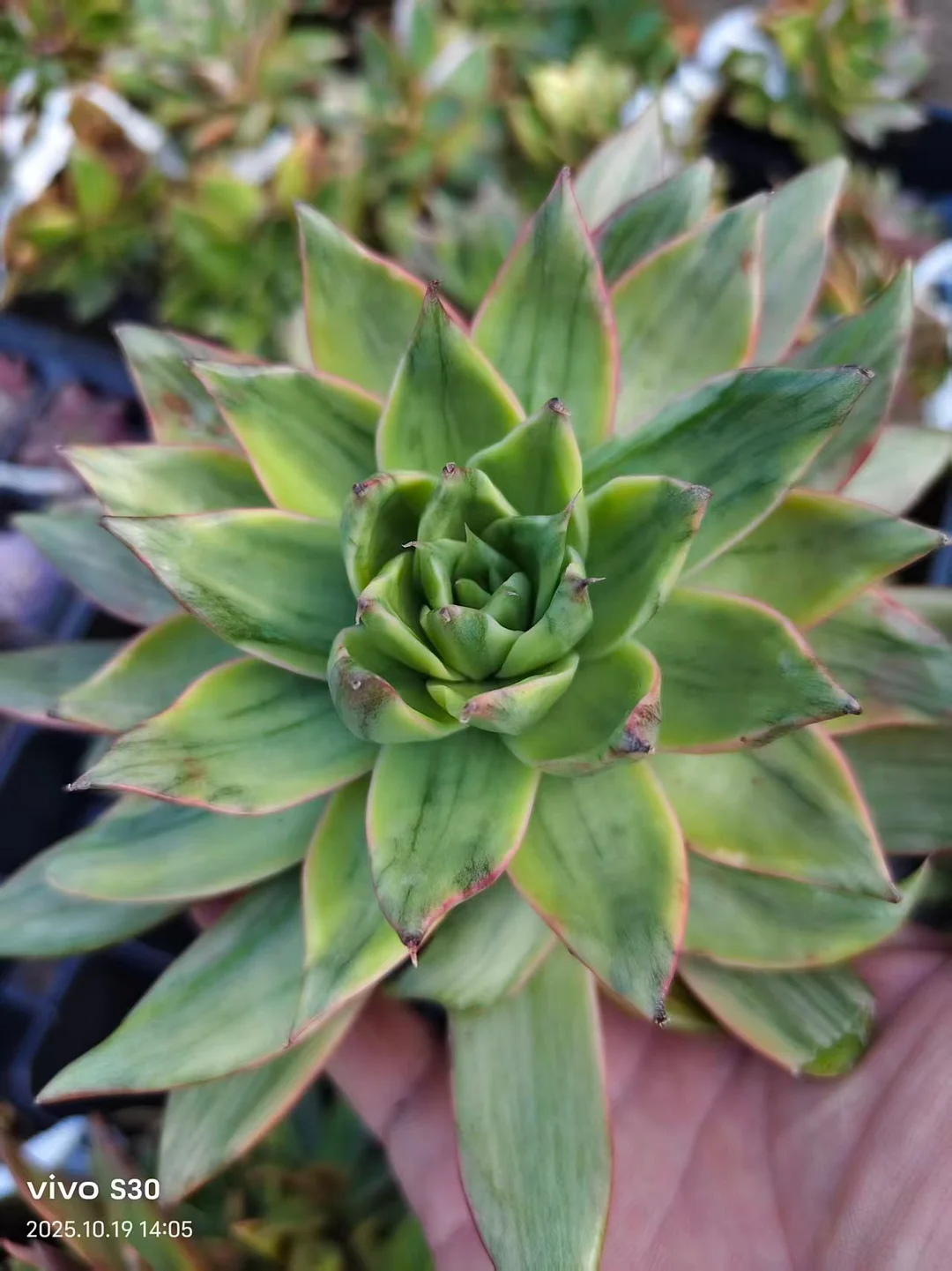 plant Aeonium Echeveria Haworthia  Caudex  Lithops Cactus  Agave 