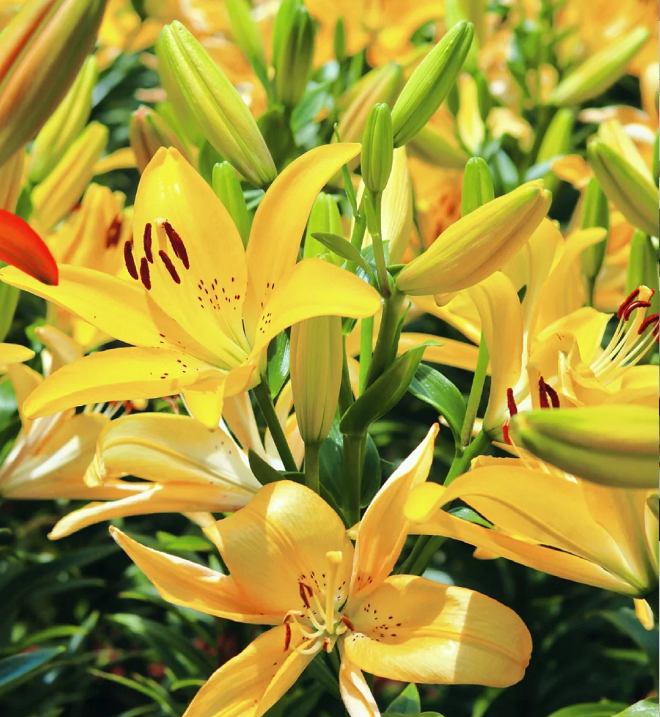 Multicolor Lily Seeds