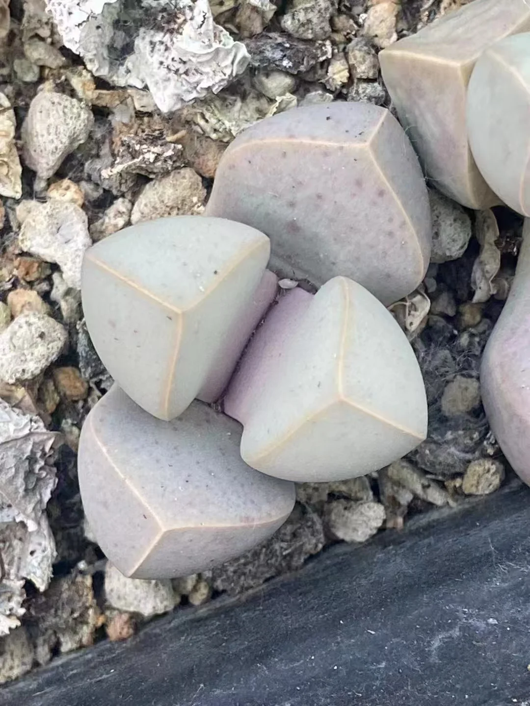 plant Aeonium Echeveria Haworthia  Caudex  Lithops Cactus  Agave 