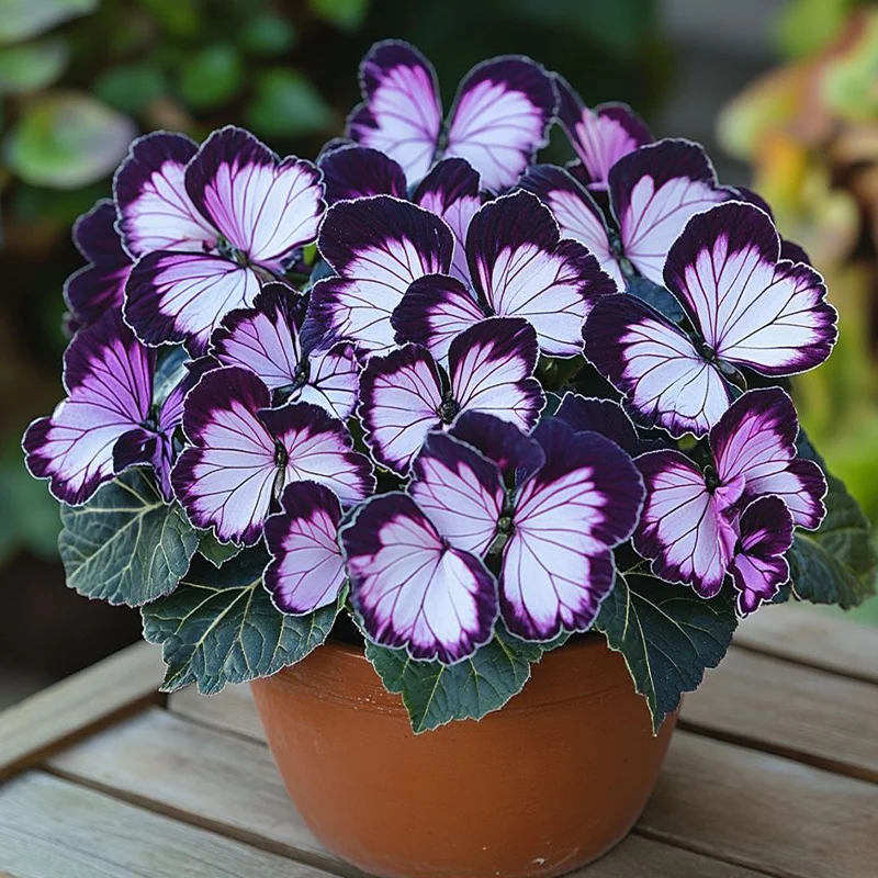 Moonlight Butterfly Begonia - purple and white