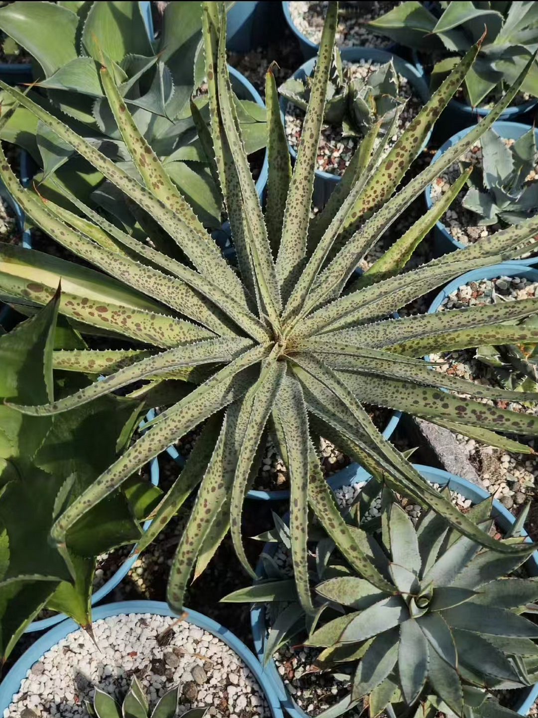 1068.Agave mangave my dog spot 6cm/Agave plants / Succulent plants / Garden landscape / Carefully select healthy plants