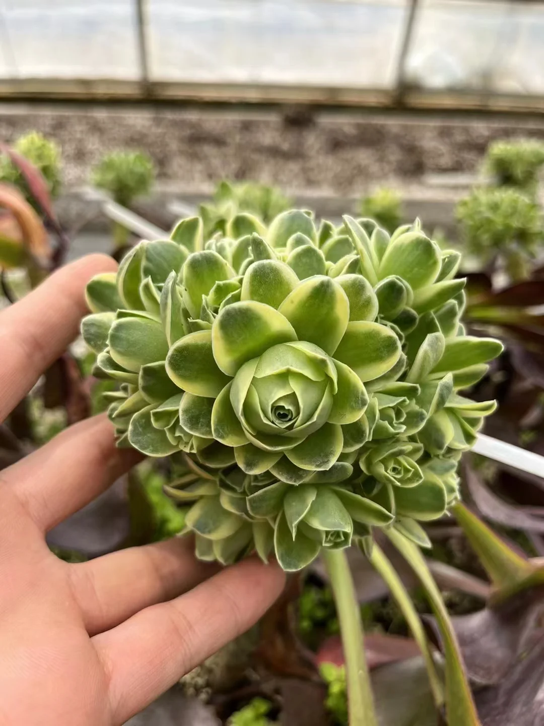 plant Aeonium Echeveria Haworthia  Caudex  Lithops Cactus  Agave 