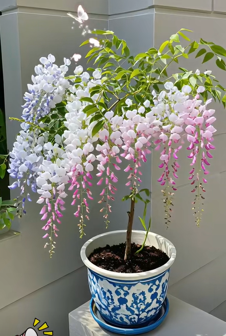 🇺🇸 Celebrate America’s 250th with Red, White & Blue Wisteria Seeds 🌸