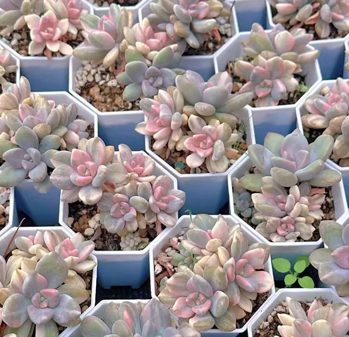 plant Aeonium Echeveria Haworthia  Caudex  Lithops Cactus  Agave 