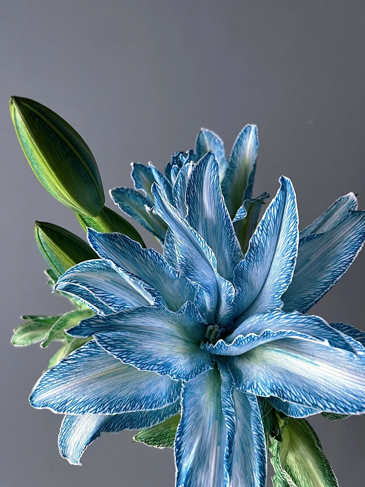 Double-Blossom Lily