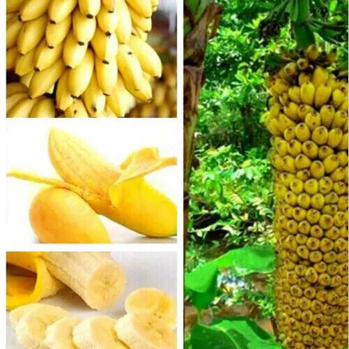 palm palm plant Areca Palm  Jungle Plants