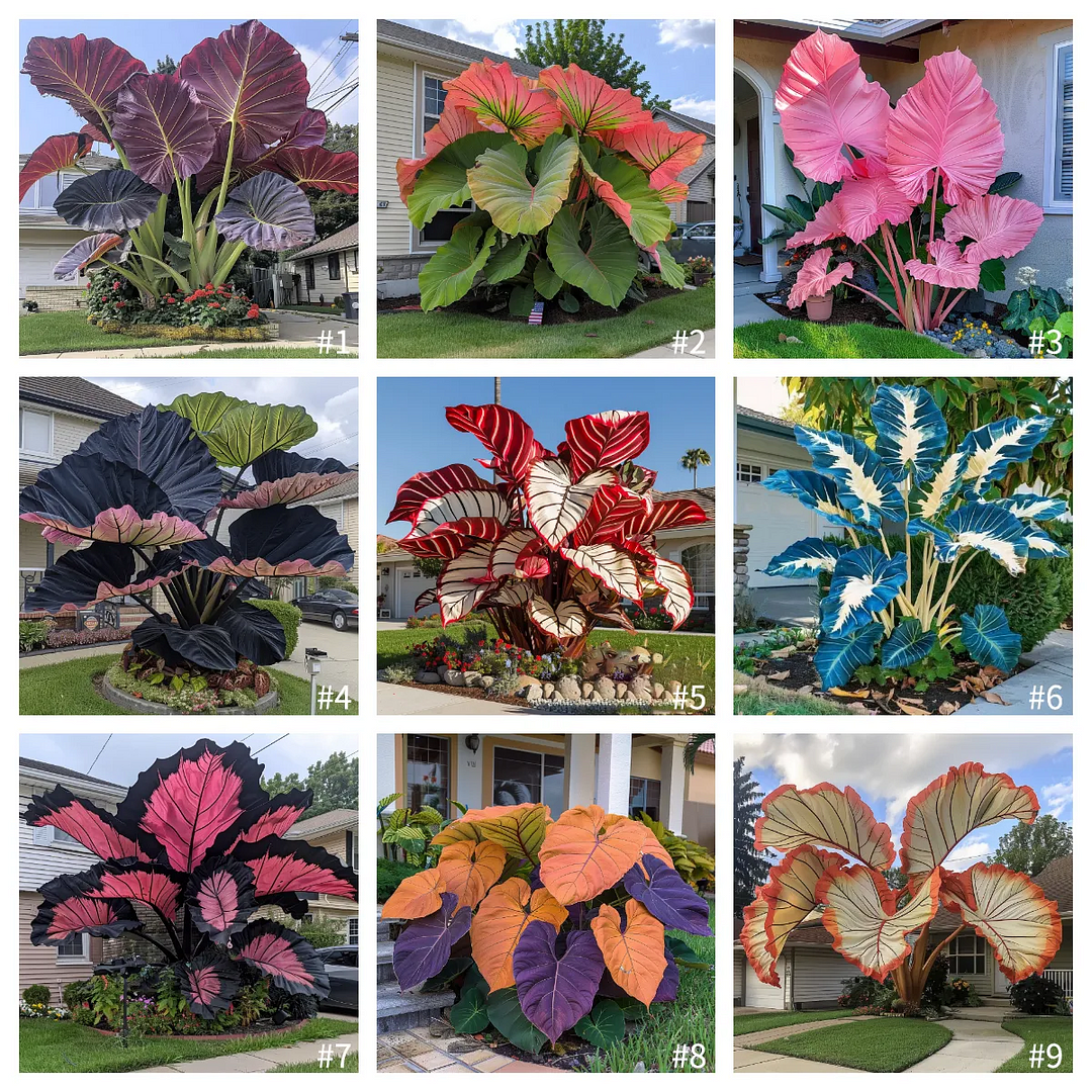🎉Bulb🌿Rare giant flower caladium