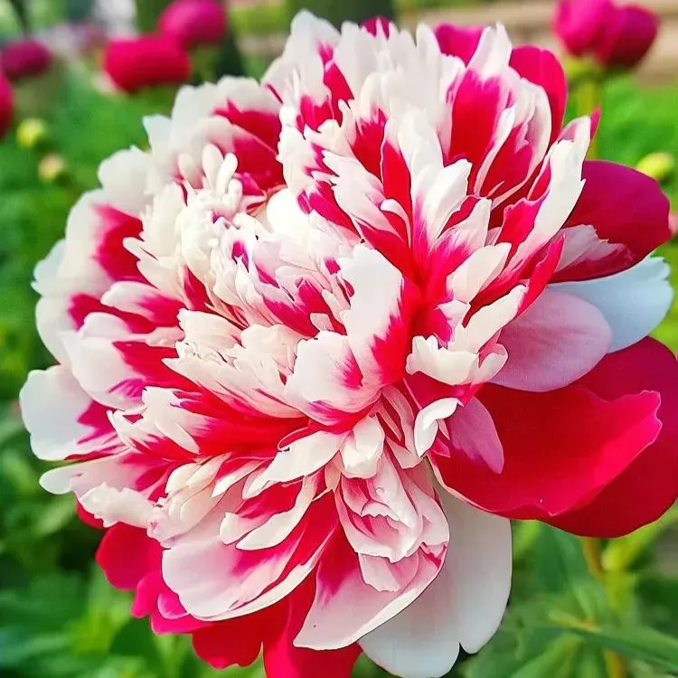 Colorful Peony Flower-Over 7 Colors