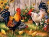 Poulet - peinture ronde compl&egrave;te de diamant