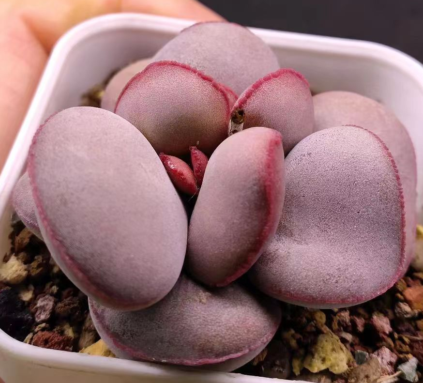 plant Aeonium Echeveria Haworthia  Caudex  Lithops Cactus  Agave 