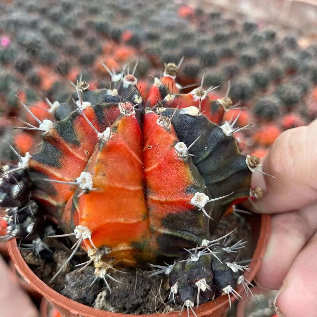 plant Aeonium Echeveria Haworthia  Caudex  Lithops Cactus  Agave 