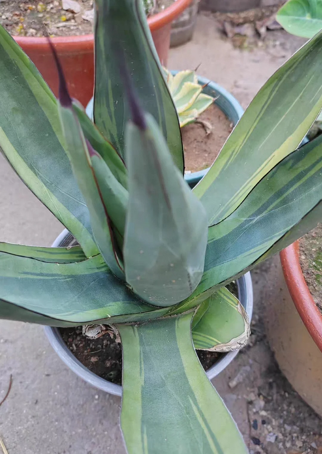 plant Aeonium Echeveria Haworthia  Caudex  Lithops Cactus  Agave 