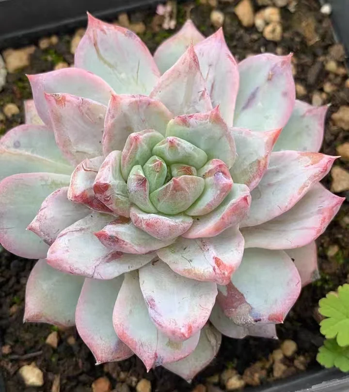 plant Aeonium Echeveria Haworthia  Caudex  Lithops Cactus  Agave 