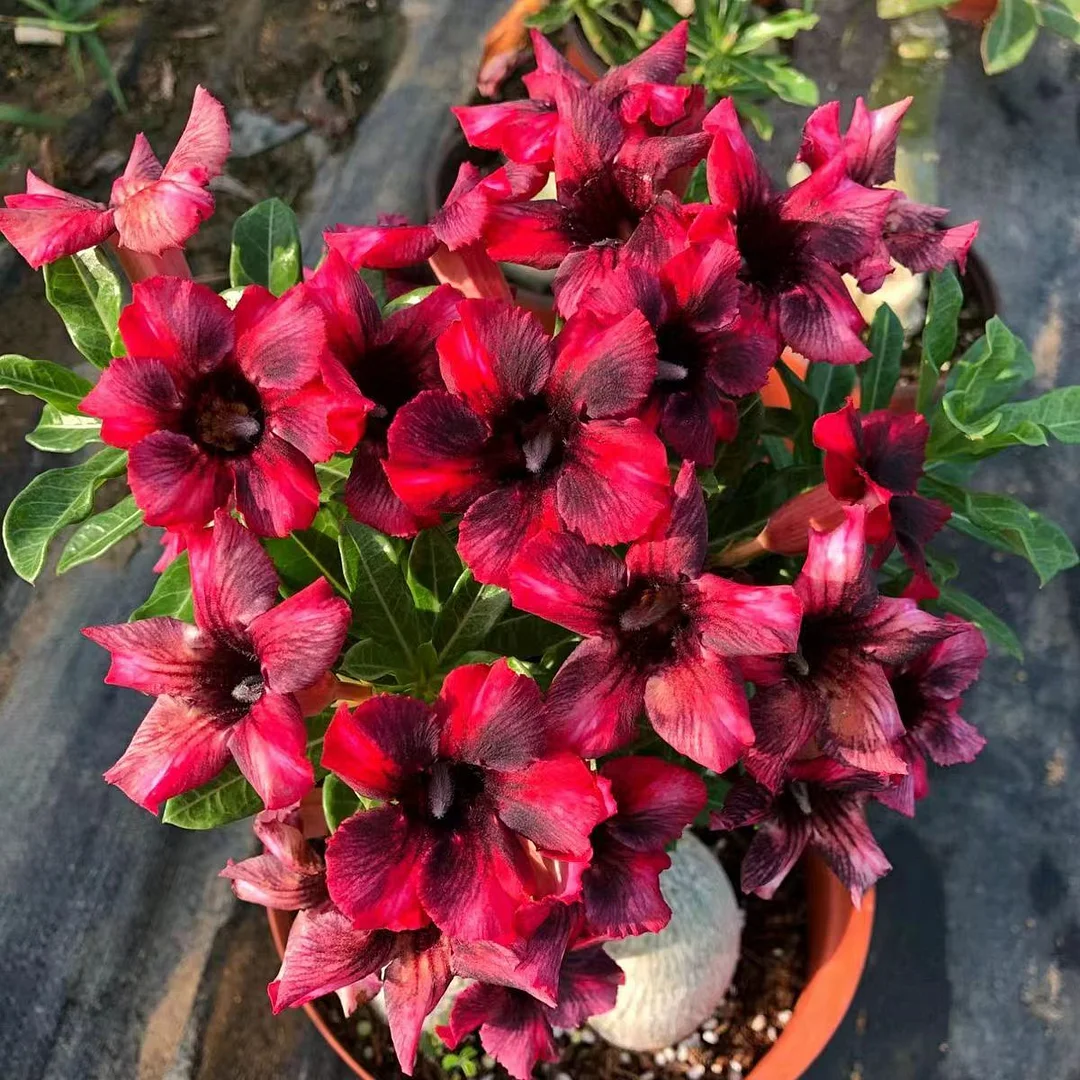 plant Aeonium Echeveria Haworthia  Caudex  Lithops Cactus  Agave 