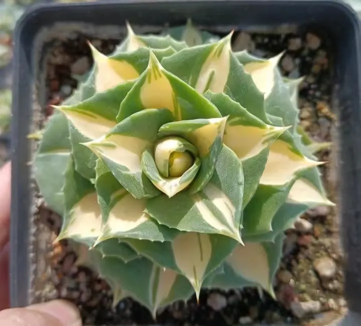 plant Aeonium Echeveria Haworthia  Caudex  Lithops Cactus  Agave 