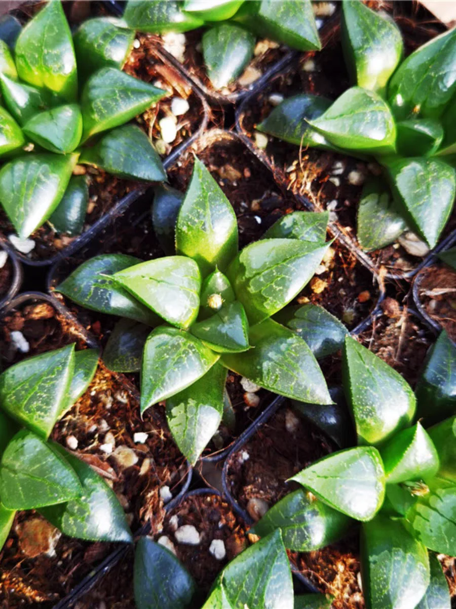 plant Aeonium Echeveria Haworthia  Caudex  Lithops Cactus  Agave 