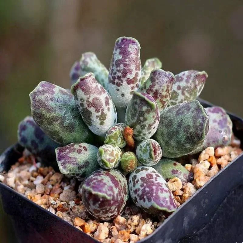 plant Aeonium Echeveria Haworthia  Caudex  Lithops Cactus  Agave 