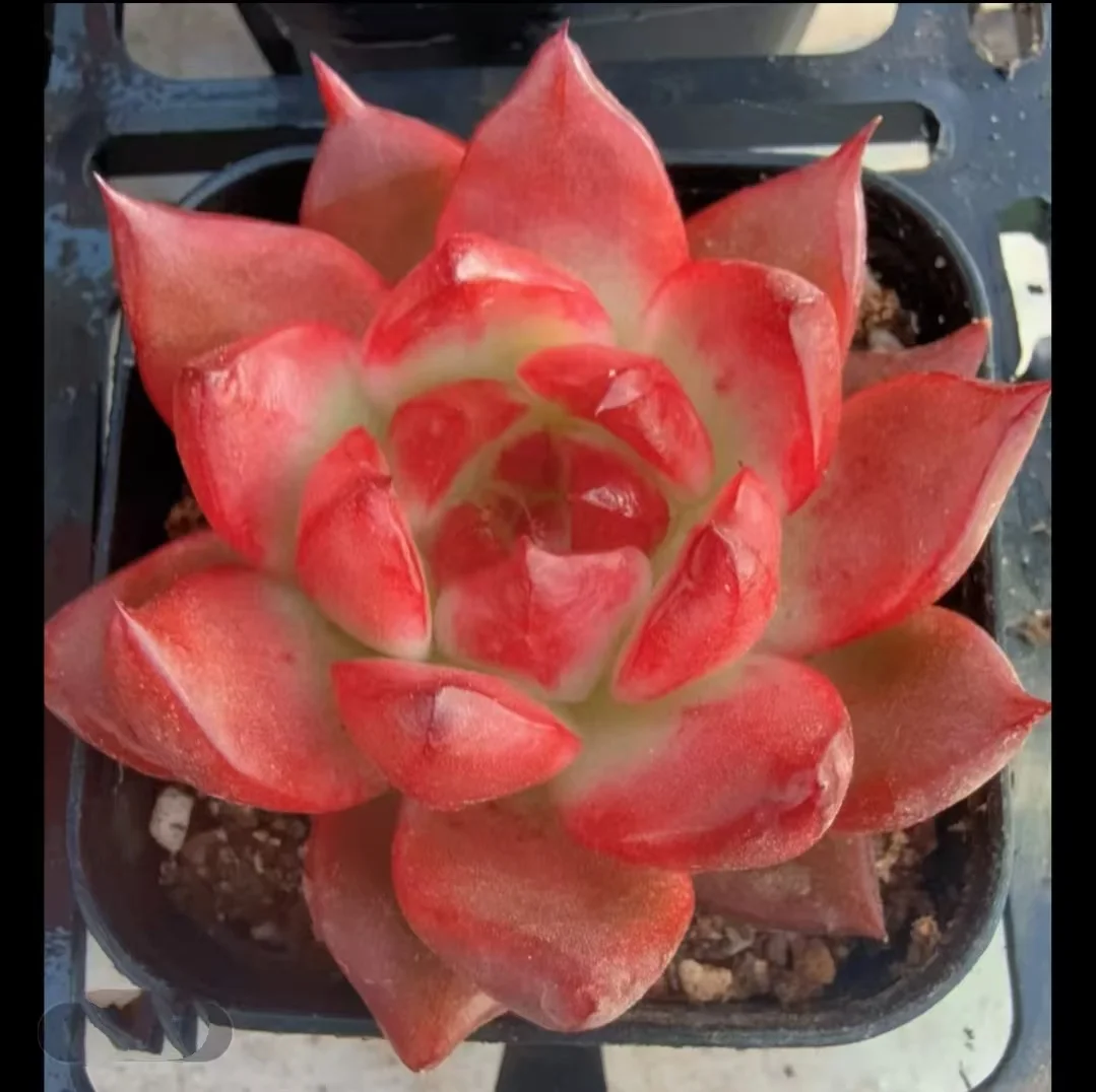 plant Aeonium Echeveria Haworthia  Caudex  Lithops Cactus  Agave 