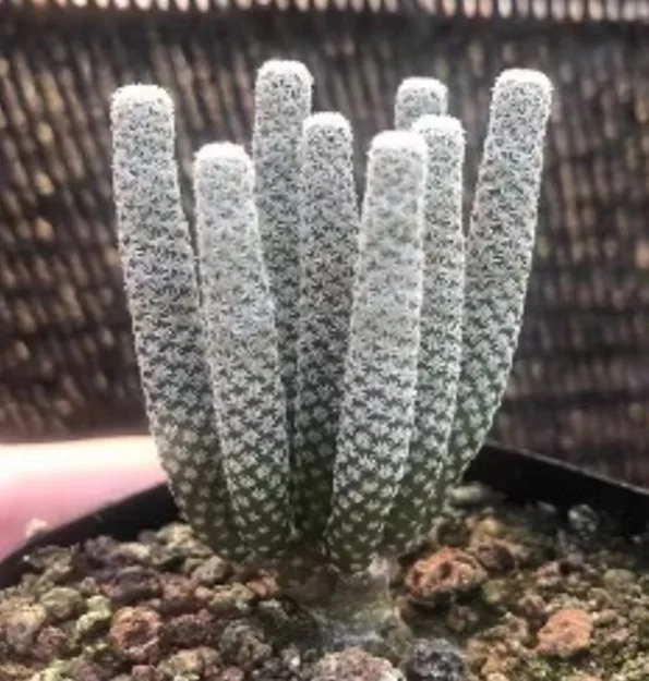 plant Aeonium Echeveria Haworthia  Caudex  Lithops Cactus  Agave 