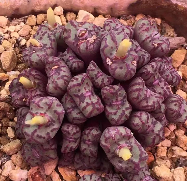 plant Aeonium Echeveria Haworthia  Caudex  Lithops Cactus  Agave 