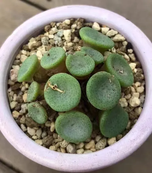plant Aeonium Echeveria Haworthia  Caudex  Lithops Cactus  Agave 